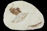 Miocene Fossil Leaf (Cinnamomum) - Augsburg, Germany #139161-1